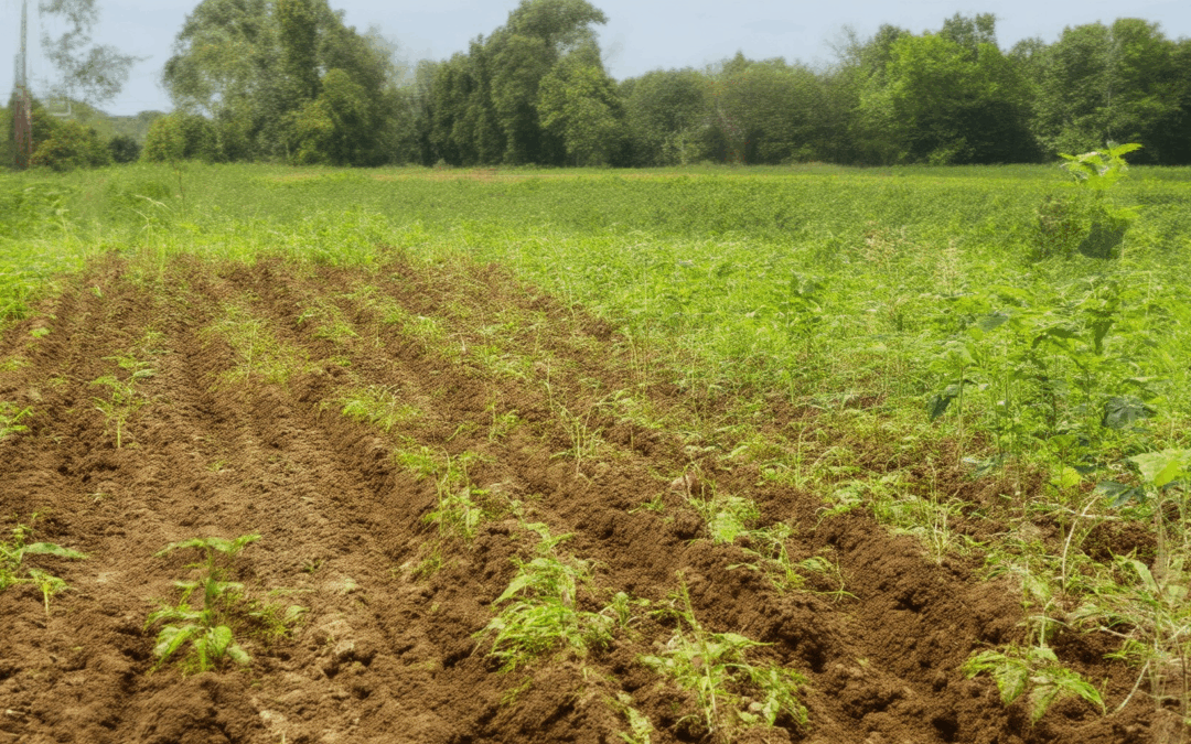 Boosting Soil Health: 10 Sustainable Practices and Principles