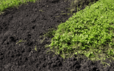 Biochar for Agricultural Success: Benefits, Challenges, and Best Practices