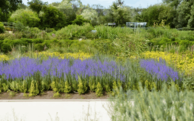 Adapting Your Garden for Climate Change: A Guide to Modern Climate-Smart Gardening Practices
