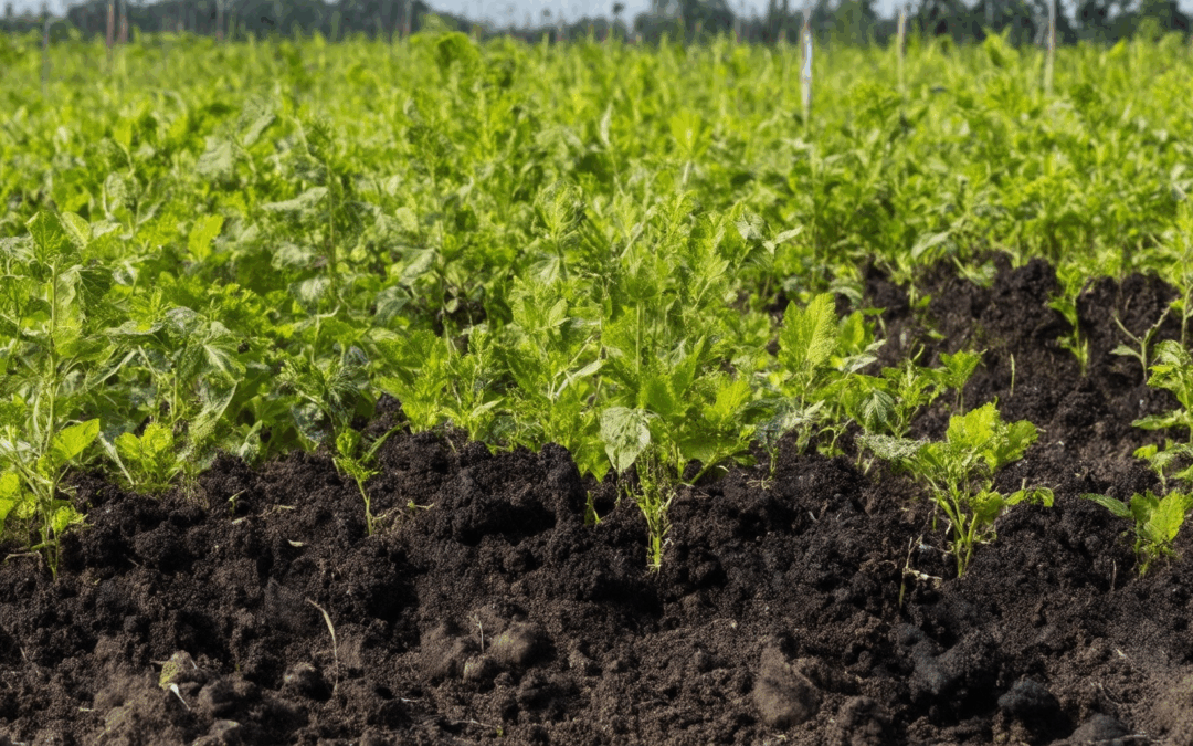Can Biochar Improve Soil Health? Pros, Cons, and Application Tips