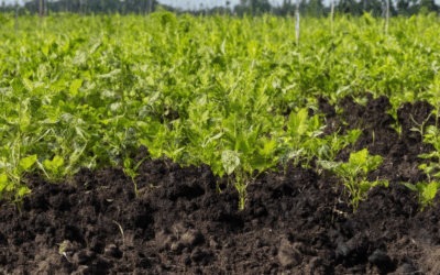 Can Biochar Improve Soil Health? Pros, Cons, and Application Tips