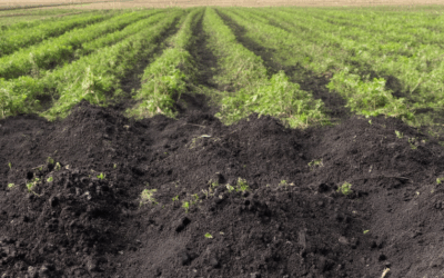 Does Biochar Actually Sequester Carbon? Exploring Efficiency, Controversies, and Top Methods for Sustainable Carbon Sequestration