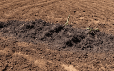 Unveiling Biochar: The Secret Weapon for Drought Resilience – Exploring Its Benefits, Controversies, and Top Strategies