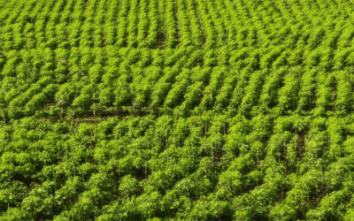 Mastering Climate-Resilient Farming Practices: Strategies for a Sustainable Future