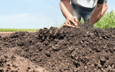 How Much Biochar Should You Add to Soil? Maximizing Benefits Through Biochar-Based Soil Management