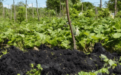 Biochar for Environmental Health: Answers to Top Questions