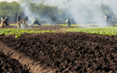 Maximizing Soil Fertility with Biochar: Key Considerations and Controversies