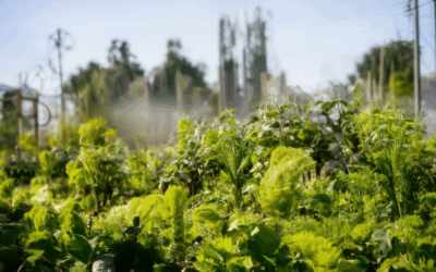 Victory Gardens: Preparing Your Space for Climate-Positive Growth