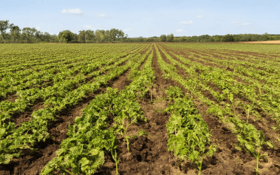 Exploring the Role of Biochar in Organic Farming: Pros, Cons, Yield Boosting, Cost-Effective Strategies, and Maximizing Profitability