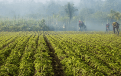 Unveiling Climate-Resilient Soil Practices: A Path to Agricultural Sustainability