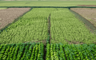 Elevating Sustainability: The Role of Zero-Waste Agricultural Inputs in Modern Farming