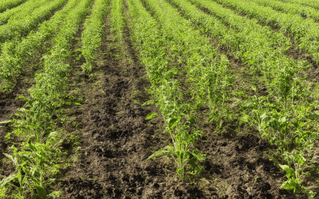 Optimizing Biochar Application Rate for Crop Yield Enhancement
