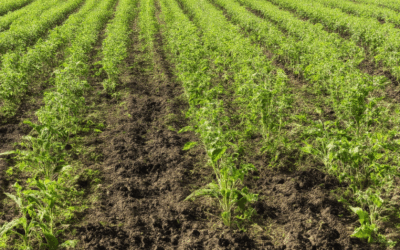 Optimizing Biochar Application Rate for Crop Yield Enhancement