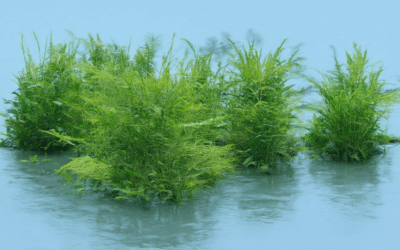 Biochar and Environmental Restoration: Understanding Its Benefits and Applications