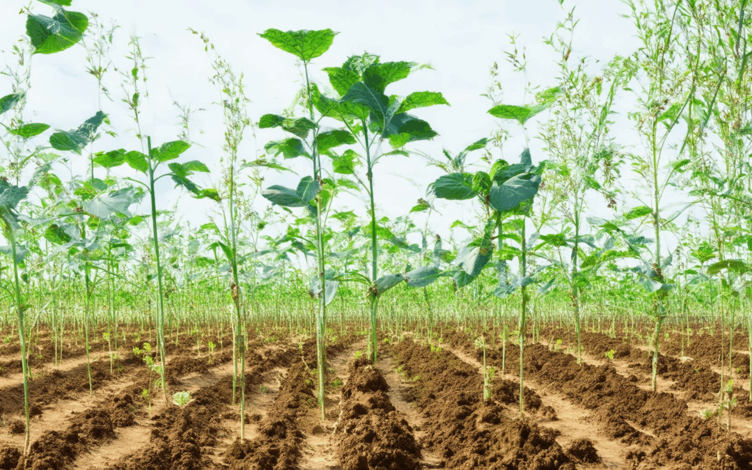 Igniting Sustainability: The Role of Climate-Friendly Soil Management