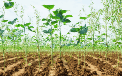 Igniting Sustainability: The Role of Climate-Friendly Soil Management