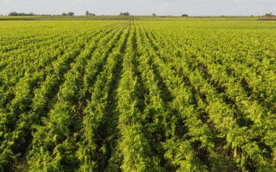 Resource-Conserving Farming: A Path to Eco-Friendly and Sustainable Practices