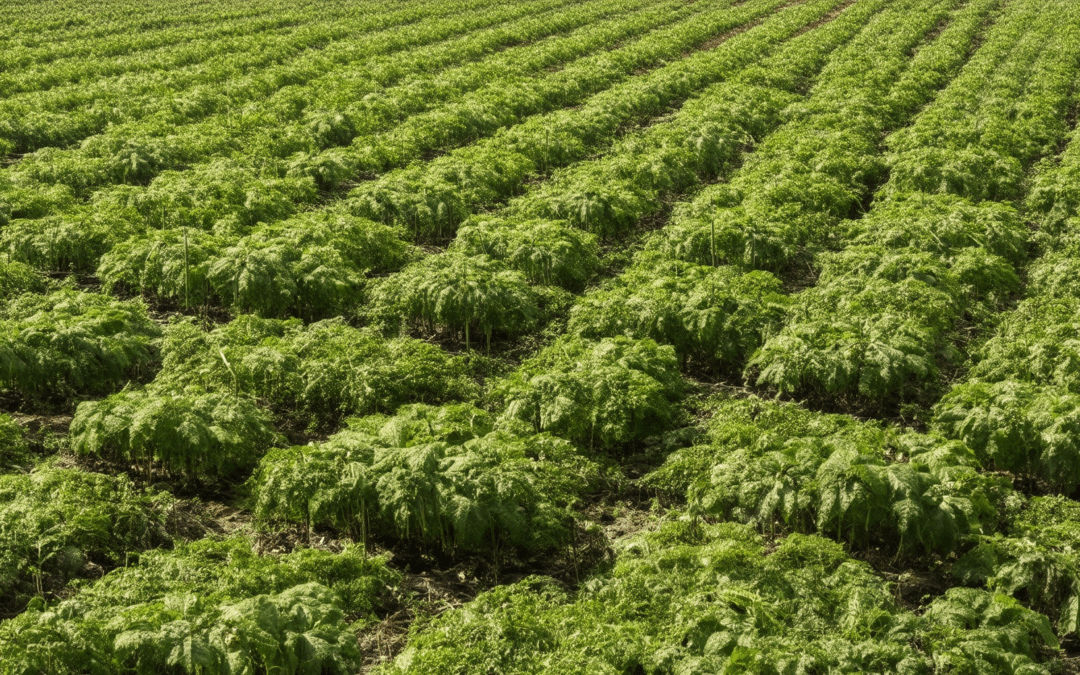 Exploring Effective Low-Waste Agricultural Practices and Their Impact on Sustainability Globally