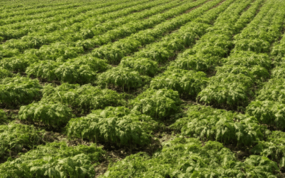 Exploring Effective Low-Waste Agricultural Practices and Their Impact on Sustainability Globally