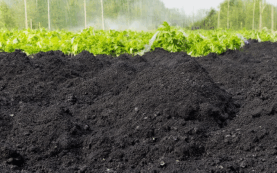 Zero-Waste Biochar Solutions: Transforming Waste into Resource and Sequestrating Carbon