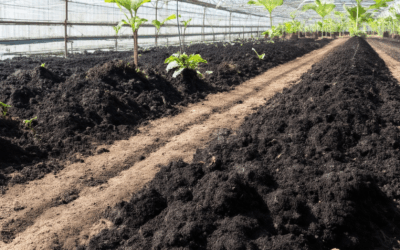 Biochar for Greenhouse Gas Reduction: Maximizing Benefits While Addressing Controversies and Drawbacks