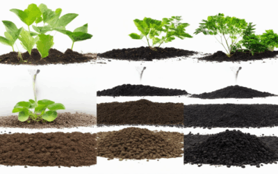 Biochar for Water Conservation: Enhancing Efficiency and Considering Drawbacks