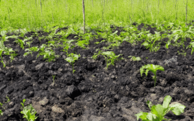 Is Biochar for Environmental Remediation a Sustainable Solution?