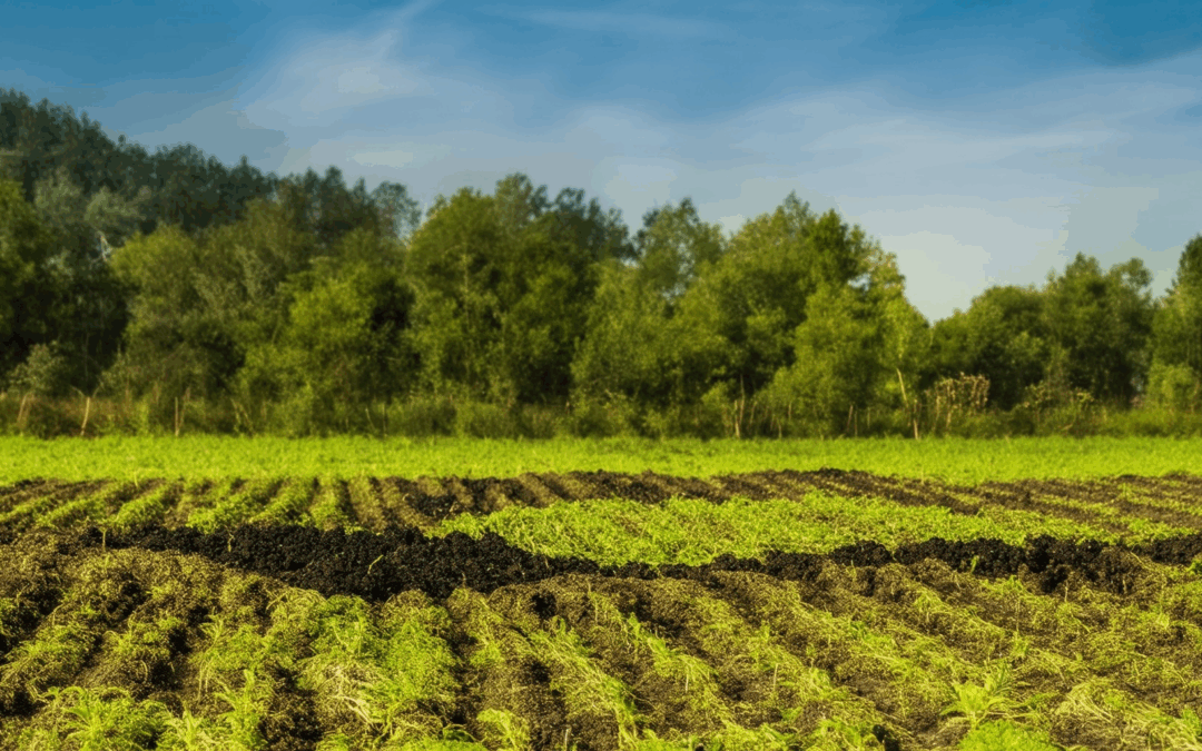 Eco-Friendly Biochar Practices: A Comprehensive Guide to Sustainable Farming and Environmental Benefits