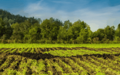 Eco-Friendly Biochar Practices: A Comprehensive Guide to Sustainable Farming and Environmental Benefits
