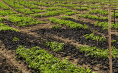 How Renewable Biochar Systems Can Seamlessly Integrate Into Sustainable Farming Practices