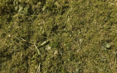The Cheapest and Most Eco-Friendly Garden Waste Disposal Methods: Composting and DIY Solutions