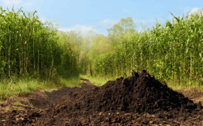 Biochar vs. Compost: Which is Better for Ecosystem Health?